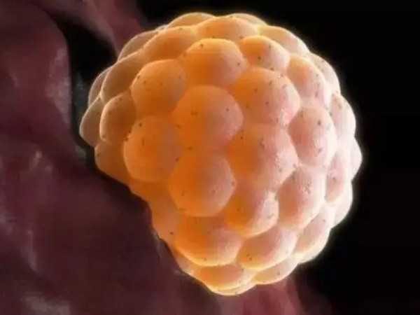 第三天的桑葚胚是有16个实心细胞团吗？